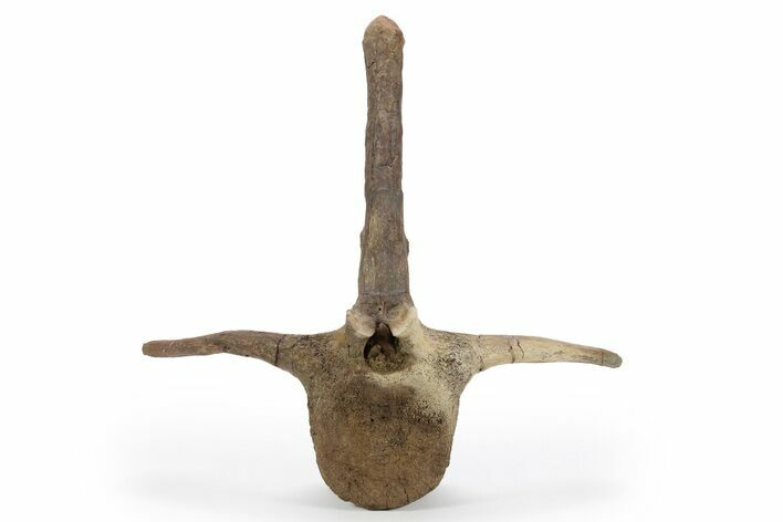 Hadrosaur (Edmontosaurus) Proximal Caudal Vertebra - Montana #243669